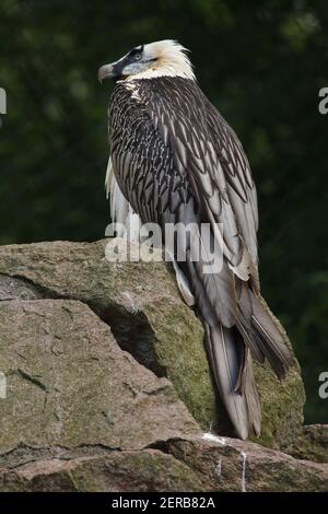 Bartgeier (sollten Barbatus), auch bekannt als der Gipetto. Stockfoto