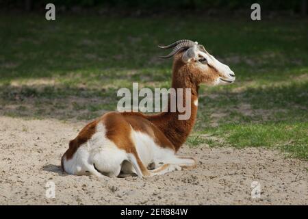 (Nanger Mhorr gazelle Dama mhorr), auch als das dama Gazelle bekannt. Stockfoto