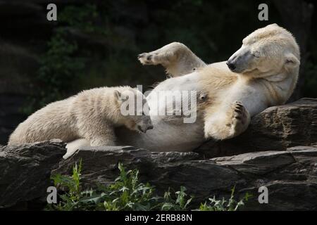 Eisbär (Ursus maritimus) mit seinem Jungen im Tierpark Berlin in Berlin. Die Eisbärin Hertha wurde am 1st. Dezember 2018 als Mutter Tonja und Vater Wolodja geboren. Stockfoto