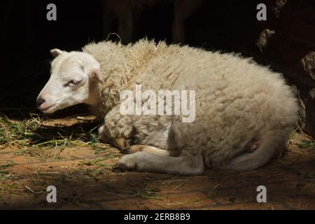 Skudde Schafe (Ovis widder). Domestiziertes Tier. Stockfoto