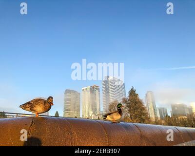 Bellevue Downtown Park ist ein Park im Herzen der Innenstadt von Bellevue, WA. Der Park wurde für passive und unstrukturierte Nutzung und als Atempause konzipiert Stockfoto