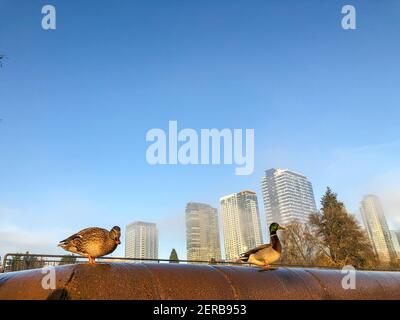Bellevue Downtown Park ist ein Park im Herzen der Innenstadt von Bellevue, WA. Der Park wurde für passive und unstrukturierte Nutzung und als Atempause konzipiert Stockfoto