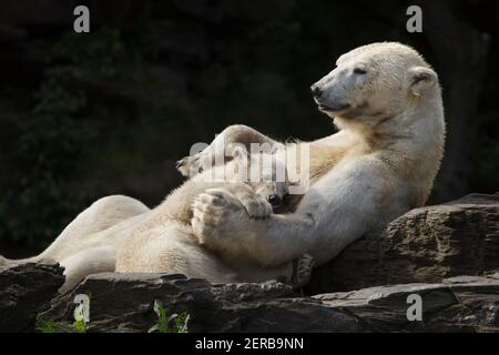 Eisbär (Ursus maritimus) mit seinem Jungen im Tierpark Berlin in Berlin. Die Eisbärin Hertha wurde am 1st. Dezember 2018 als Mutter Tonja und Vater Wolodja geboren. Stockfoto