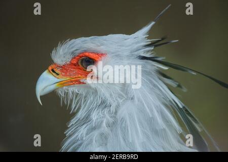 Sekretärvogel (Schütze-Serpentarius). Wildvogel. Stockfoto