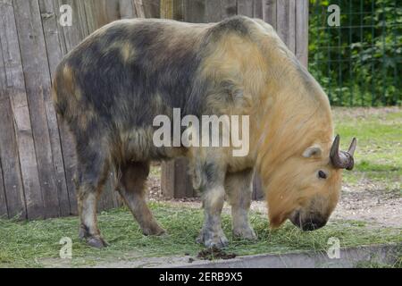 Sichuan Takin (Budorcas taxicolor tibetana), auch als tibetischer Takin bekannt. Stockfoto