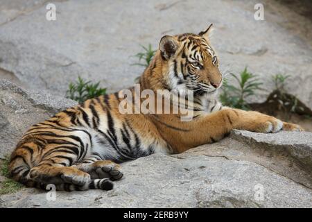 Sumatra-Tigerjunge (Panthera tigris sumatrae) im Tierpark Berlin in Berlin, Deutschland. Stockfoto