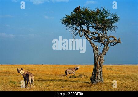 Hyenas - Maasai Mara - Kenia 1993 (Foto auf Fotofilm) Stockfoto