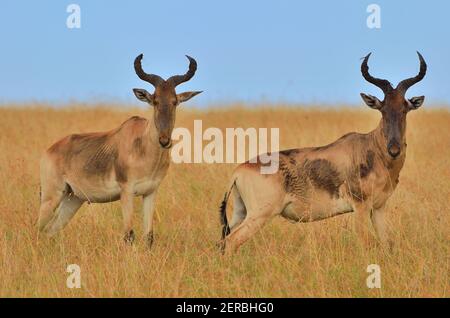 Hartebeest - Maasai Mara - Kenia 2012 Stockfoto