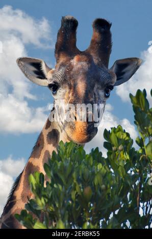 Giraffe - Tsavo West - Kenia 2012 Stockfoto