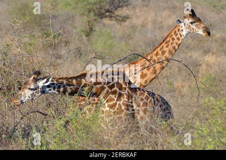 Giraffe - Tsavo West - Kenia 2012 Stockfoto