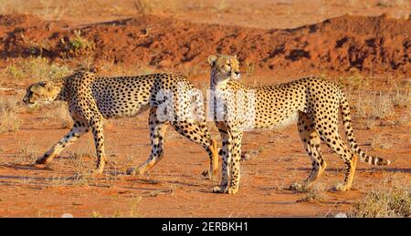 Geparden - Tsavo East - Kenia 2012 Stockfoto