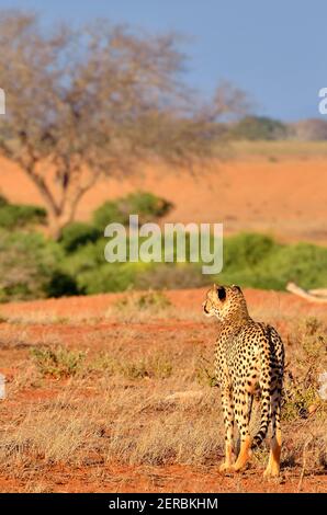 Cheetah - Tsavo East - Kenia 2012 Stockfoto