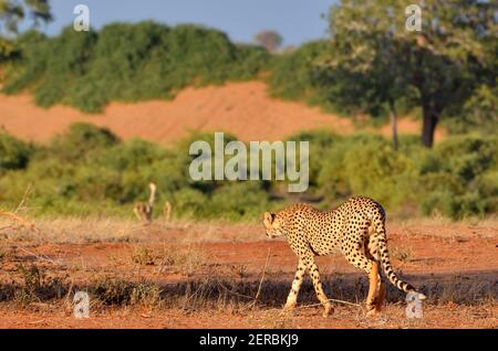 Cheetah - Tsavo East - Kenia 2012 Stockfoto