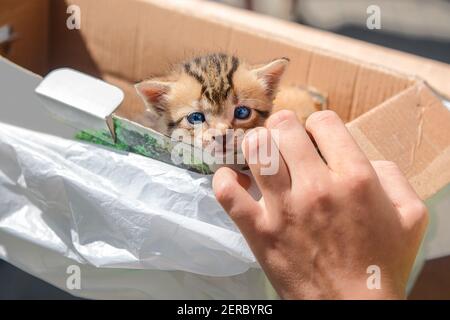 Die Hand des Mannes hält eine Schachtel mit einem niedlichen kleinen Kätzchen aus nächster Nähe. Stockfoto