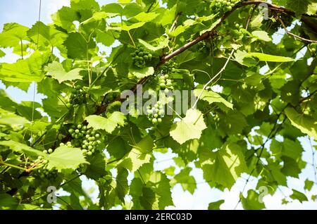 Bund von jungen frischen grünen unreifen Traubenfrüchten unter weichem Sonnenlicht im Weinberg zur Erntezeit. Weinbau Pflanzen in Bio-Weingut Bauernhof zu PR Stockfoto