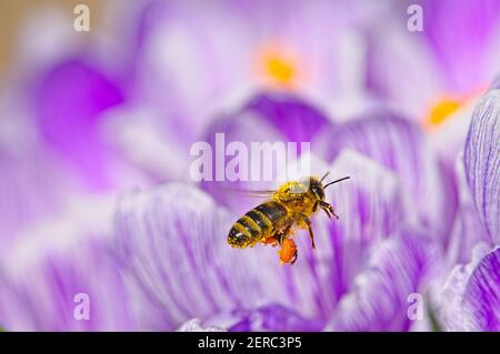 Eine westliche Honigbiene (APIs mellifera) mit einem Pollensack, der über violetten Krokussen schwebt. Stockfoto