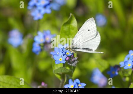 Kleiner Weißkohl-Schmetterling (Pieris rapae) auf einer gewöhnlichen Vergissmeinnicht-Blume (Myosotis arvensis). Stockfoto