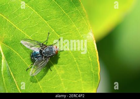 Orangenbärtige Blauflasche Fliege (Calliphora vomitoria) auf einem grünen Blatt. Stockfoto