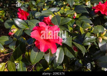 Rote Kamelie 'Freedom Bell' in Blüte im Winter Garden im RHS Garden, Wisley, Surrey, Südostengland im Winter Stockfoto