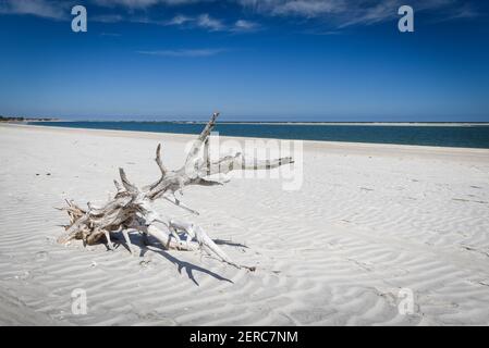 Wunderschöner und natürlicher Floridian Beach Stockfoto