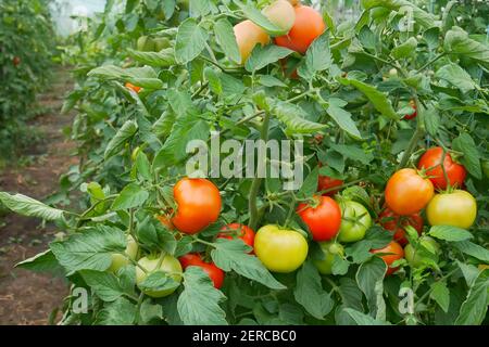 Viele Trauben mit reifen roten und unreifen grünen Tomaten, die in Film Gewächshaus, Perspektive und Nahaufnahme wachsen Stockfoto