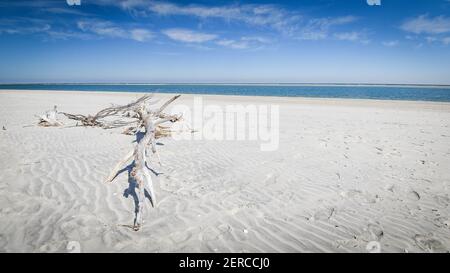 Wunderschöner und natürlicher Floridian Beach Stockfoto