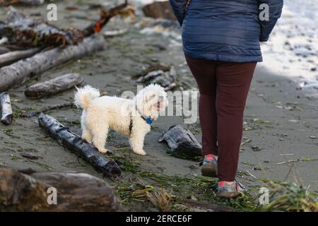 Ein Bichon Hund, der im Winter draußen mit seinem Besitzer auf einem Pfad in einem Park am Meer in British Columbia läuft. Straßenansicht, Reisefoto, Stockfoto