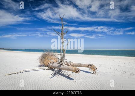 Wunderschöner und natürlicher Floridian Beach Stockfoto