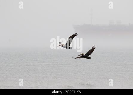 Braune Pelikane (Pelecanus occidentalis) fliegen in dichtem Nebel über dem Ozean, Galveston, Texas, USA. Stockfoto