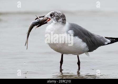 Lachmöwe (Leucophaeus atricilla), die an einem Wels mit scharfer Wirbelsäule arbeitet, Galveston, Texas, USA. Stockfoto