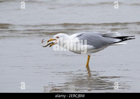 Ringelmöwe (Larus delawarensis) verschluckt Fische an der Meeresküste, Galveston, Texas, USA. Stockfoto