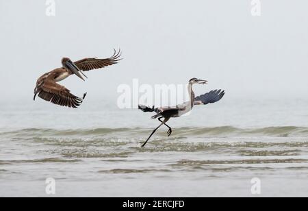 Braunpelikan (Pelecanus occidentalis) jagen den großen Blaureiher (Ardea herodias) entlang der Ozeanküste mit der Hoffnung, einen gefangenen Fisch, Galveston, auszurauben Stockfoto