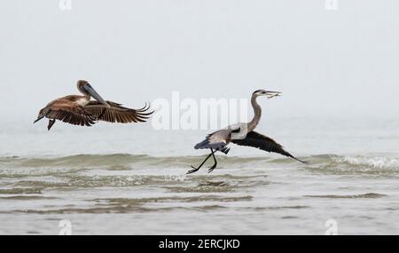 Braunpelikan (Pelecanus occidentalis) jagen den großen Blaureiher (Ardea herodias) entlang der Ozeanküste mit der Hoffnung, einen gefangenen Fisch, Galveston, auszurauben Stockfoto