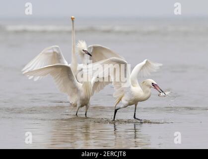 Silberreiher (Ardea alba) und Rotreiher (Egretta ufescens) Jagd auf einen anderen Rotreiher, der versucht, einen gefangenen Fisch auszurauben Stockfoto