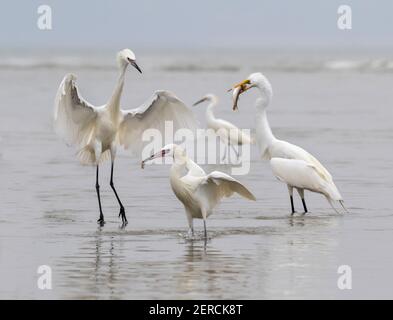 Rötliche Reiher (Egretta ufescens), weiße Morphe, Großreiher (Adrea alba), und schneebedeckten Reiher (Egretta thula) Jagd an der Ozeanküste, Galveston Stockfoto