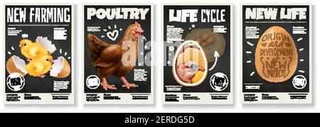 Geflügelzucht Hühnerlebenszyklus Aufzucht von Vögeln aus Eiern Embryo Entwicklung 4 realistische Poster Set Vektor-Illustration Stock Vektor