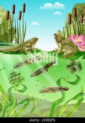 Frosch Lebenszyklus Wasserstufen realistisches Poster mit erwachsenen Amphibien Eier Masse Kaulquappe mit Beine Vektor-Illustration Stock Vektor