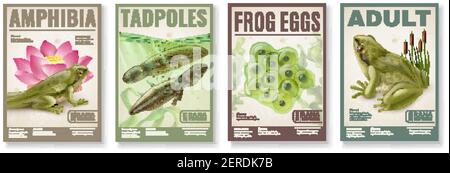 Frosch Lebenszyklus von befruchteten Eiern Gelee Kaulquappen zu Erwachsenen amphibia 4 realistische Plakate Set Vektor Illustration Stock Vektor