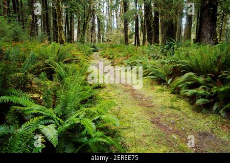 Sams River Loop Trail führt durch gemäßigten Wald, Queets Regenwald, Olympic National Park, Jefferson County, Washington, USA Stockfoto