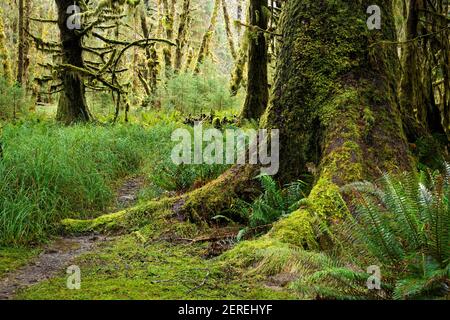 Sams River Loop Trail führt durch gemäßigten Wald, Queets Regenwald, Olympic National Park, Jefferson County, Washington, USA Stockfoto