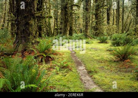 Sams River Loop Trail führt durch gemäßigten Wald, Queets Regenwald, Olympic National Park, Jefferson County, Washington, USA Stockfoto