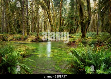 Feuchtgebiet Teich in gemäßigten alten Wald, Maple Glade Loop Trail, Quinault Regenwald, Olympic National Park, Grays Harbor County, Washington, USA Stockfoto