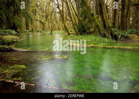 Feuchtgebiet Teich in gemäßigten alten Wald, Maple Glade Loop Trail, Quinault Regenwald, Olympic National Park, Grays Harbor County, Washington, USA Stockfoto