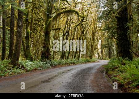 North Shore Road, die durch den Regenwald, Quinault Rainforest, Olympic National Park, Jefferson County, Washington, USA Stockfoto