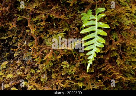 Lakritzfarn wächst aus Moos auf Großblatt-Ahornbaum, Graves Creek Campground, Quinault Rainforest, Olympic National Park, Jefferson County, Unterlegscheibe Stockfoto