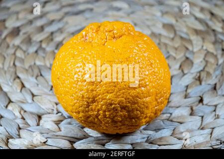 Dekopon ist eine samenlose und süße Mandarinorange-Sorte. Stockfoto