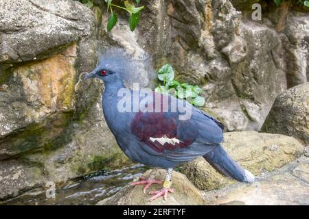 Das Nahaufnahme Bild der westlichen gekrönten Taube. Es ist eine große, blau-graue Taube mit blauen Spitzen-Kämmen über dem Kopf und dunkelblauen Maskenfedern Stockfoto