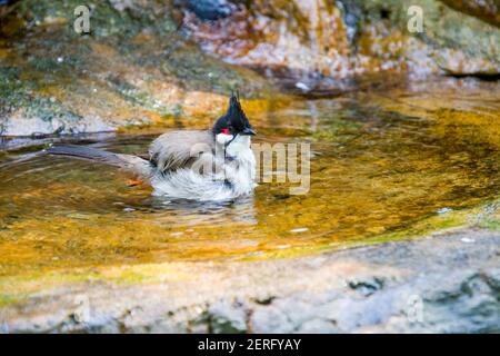 Der rothaarige Bulbul (Pycnonotus jocosus) duscht. Ist ein in Asien gefundener Singvogel. Es ist ein Mitglied der bulbul Familie. Stockfoto