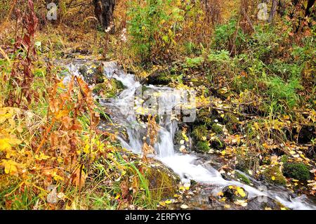 Ein kleiner stürmischer Bach, der vom Berg durch den Herbstwald abfließt. Boki Fluss, Altai, Sibirien, Russland. Stockfoto