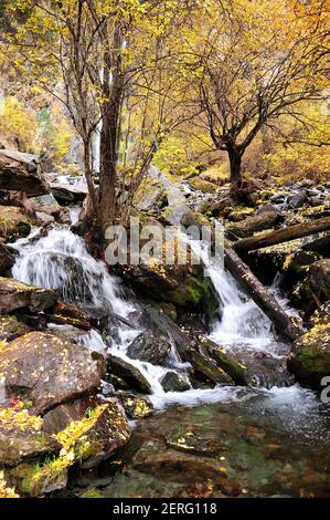 Ein stürmischer Gebirgsbach fließt in das Tal und beugt sich um Baumstämme und große Steine. Altai, Sibirien, Russland. Stockfoto